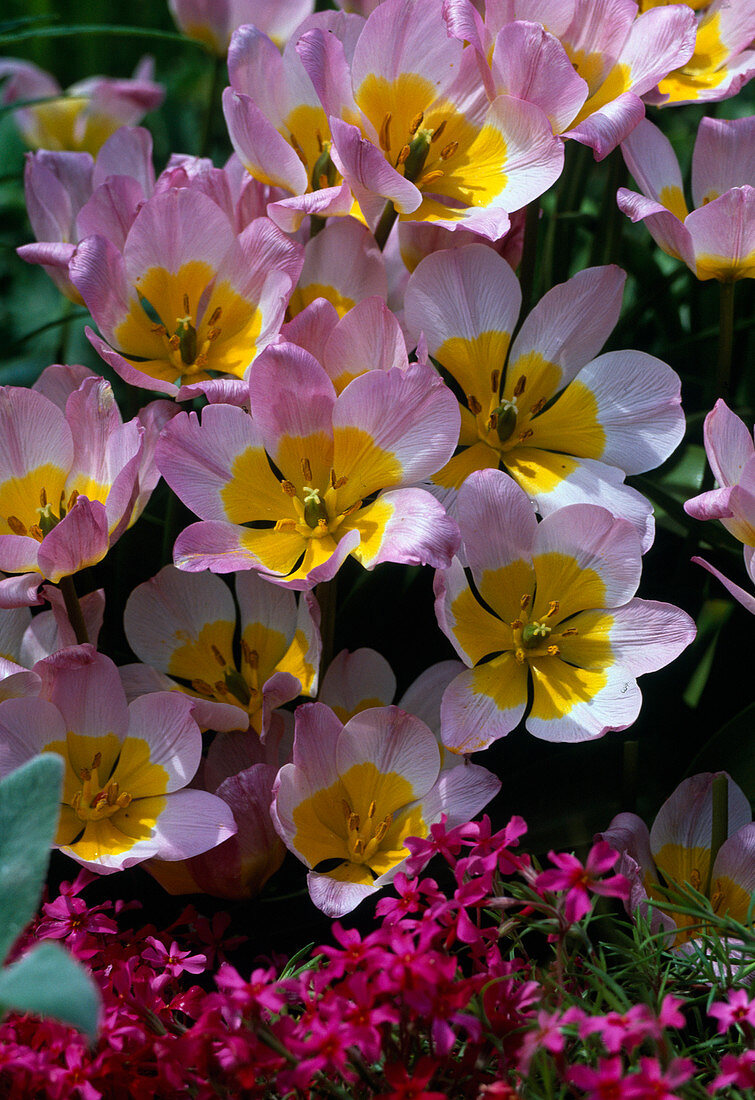 Tulipa pulchella