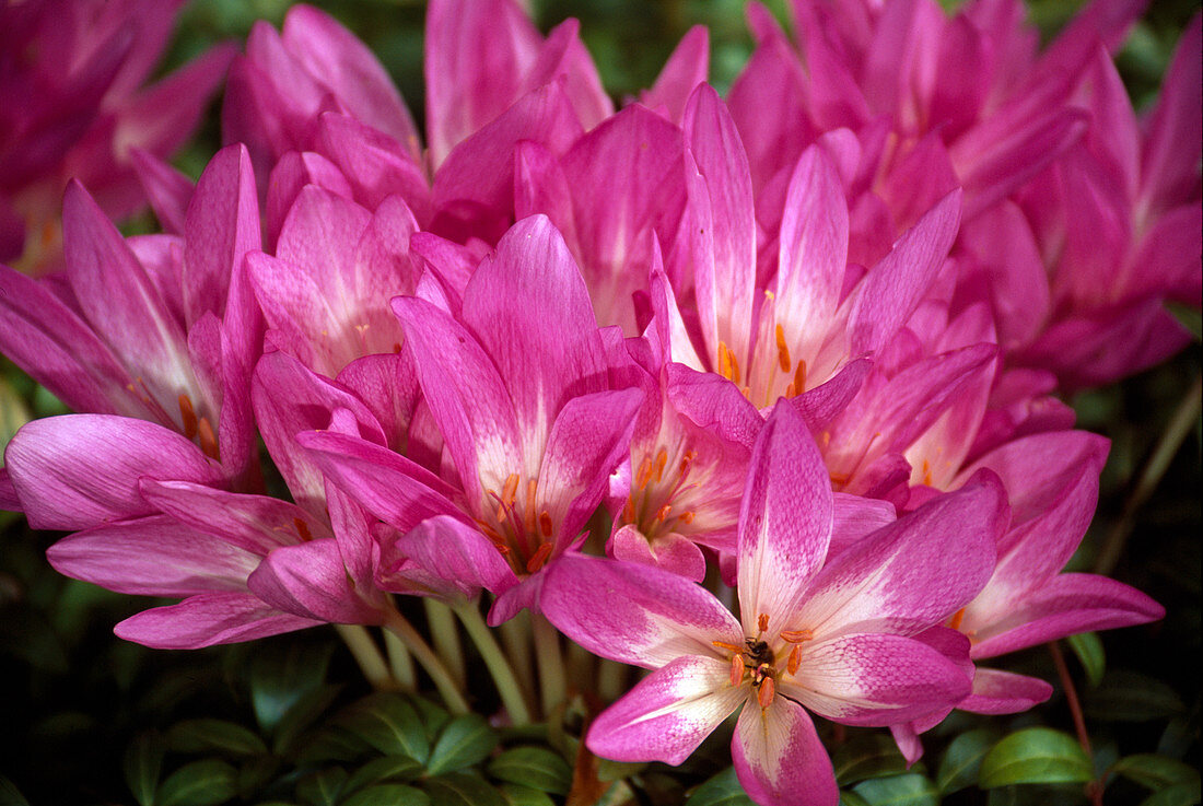 Colchicum - Hybr. 'Autumn Queen', Autumn crocus