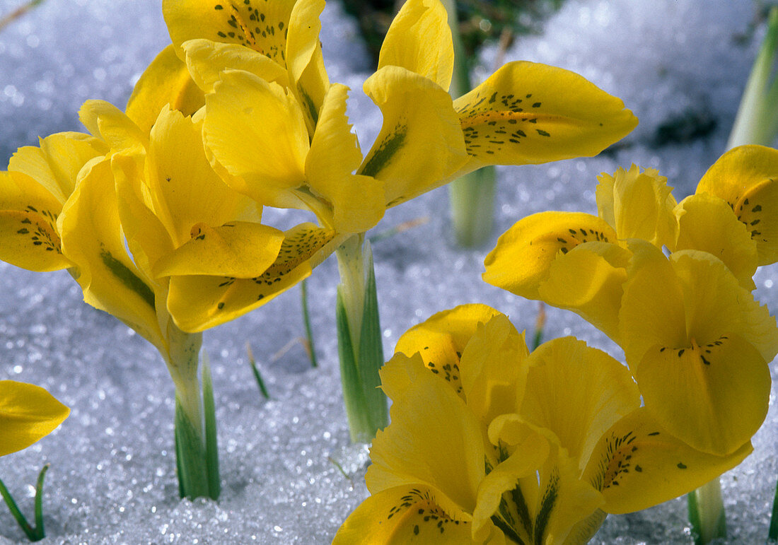 Iris danfordiae im Schnee