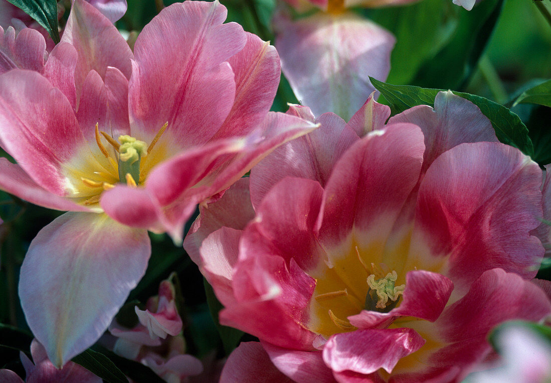 Tulipa-Hybr. 'Angelique'