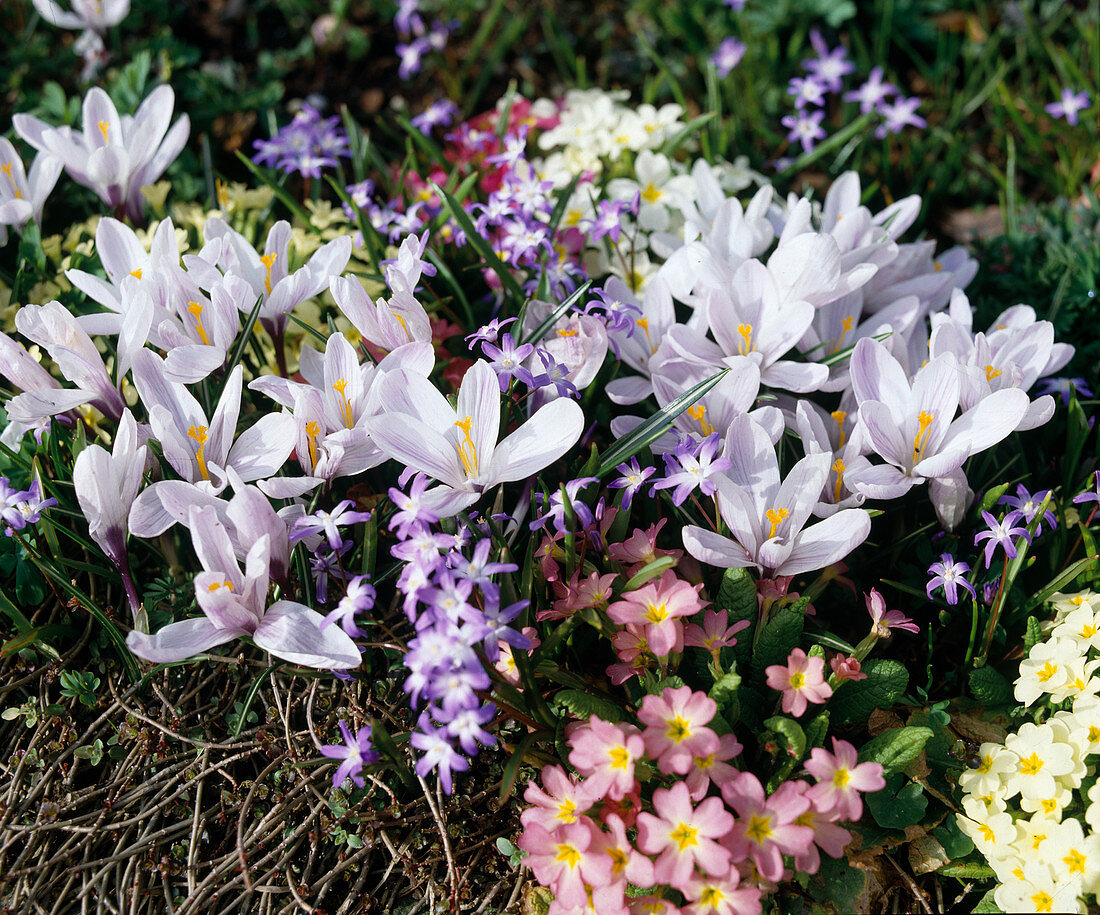 Crocus vernus 'Vanguard', Chionodoxa sardensis, Primula acaulis