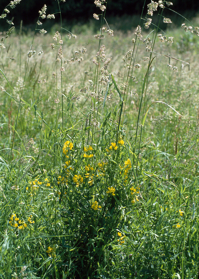 Lathyrus pratensis