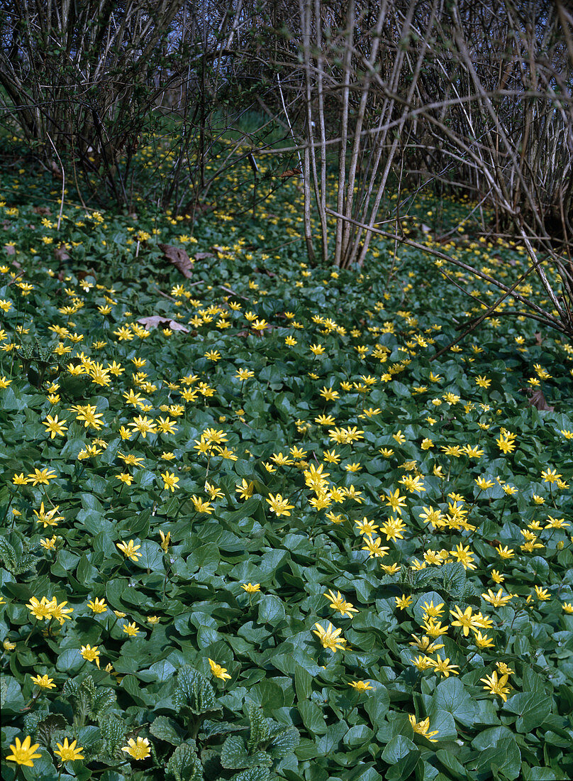 Ranunculus ficaria