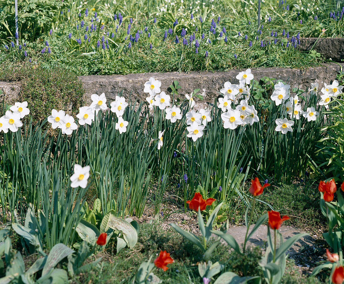 Plate daffodil