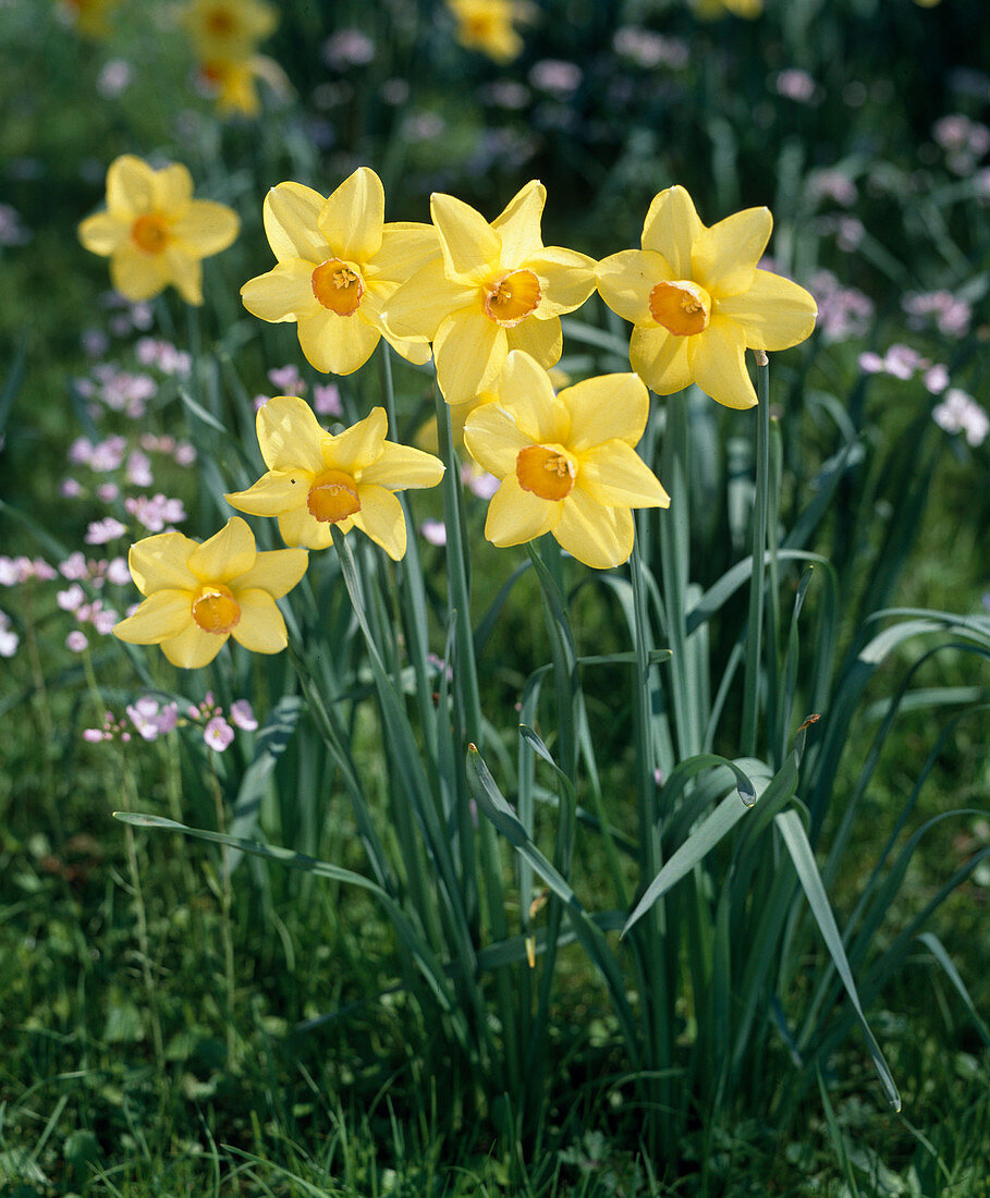 Narcissus jonquilla