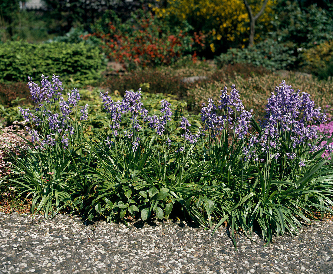 Scilla hispanica