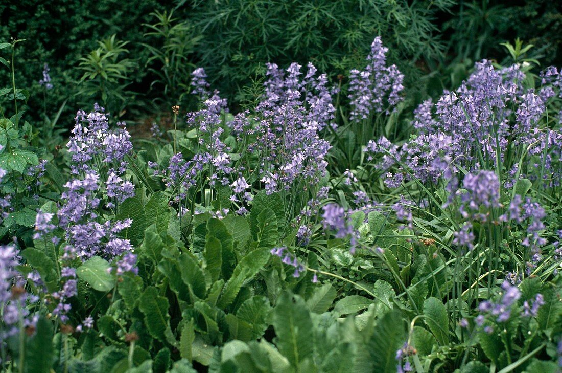 Scilla hispanica