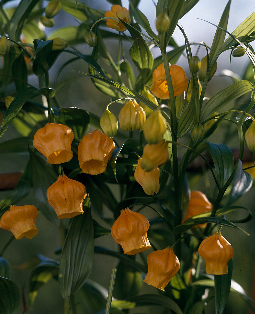 Sandersonia aurantiaca