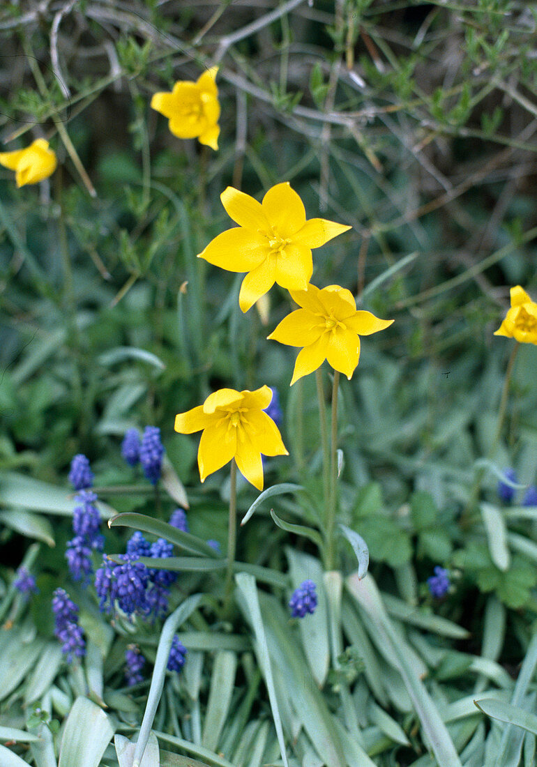 Tulipa Muscari