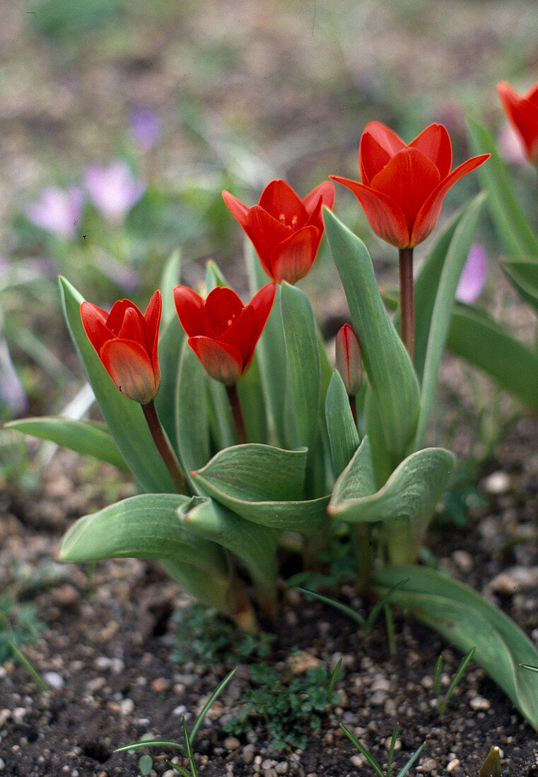 Tulipa kaufmanniana Hybride