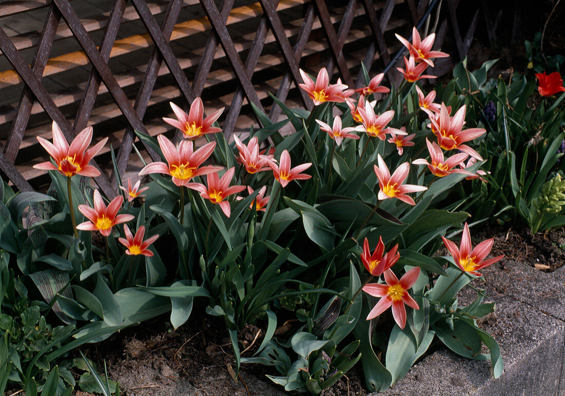 Tulipa kaufmanniana-Hybride