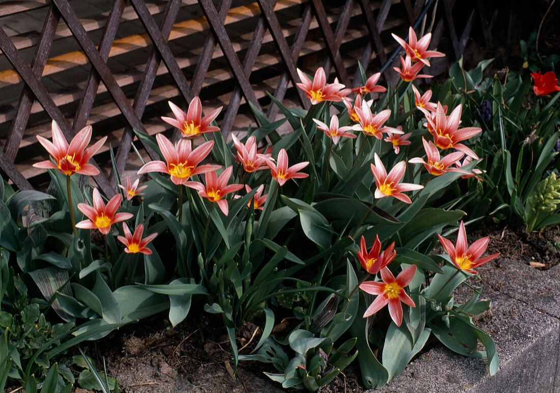 Tulipa kaufmanniana hybrid