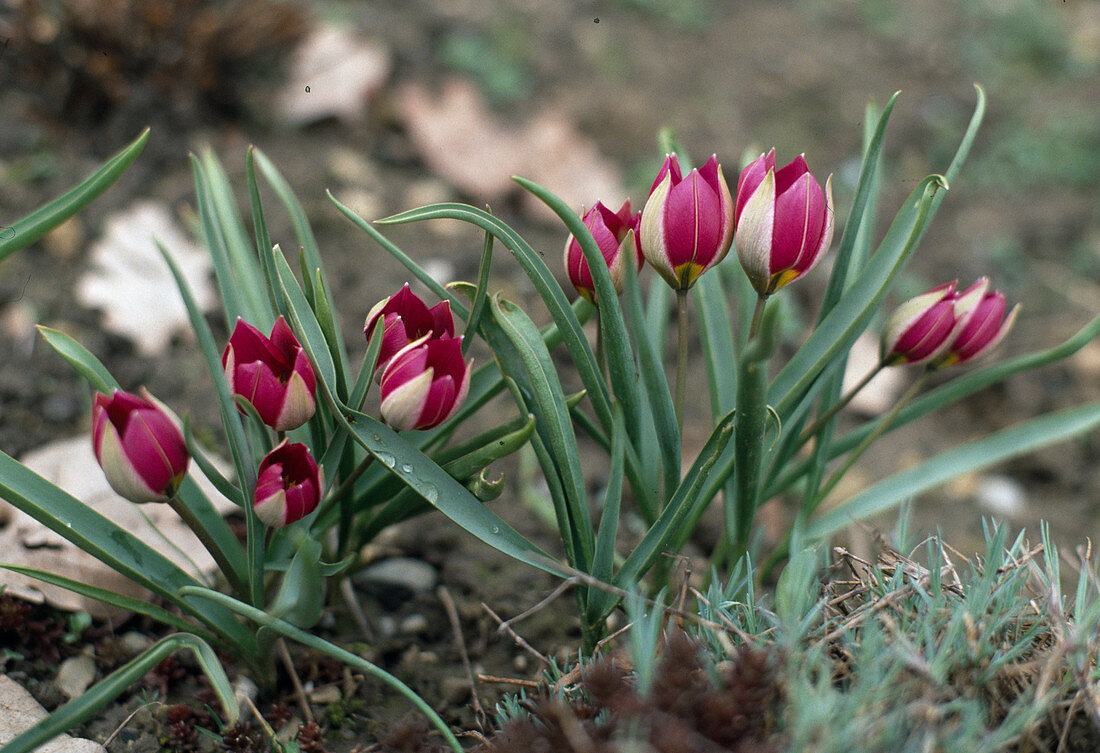 Tulipa pulchella