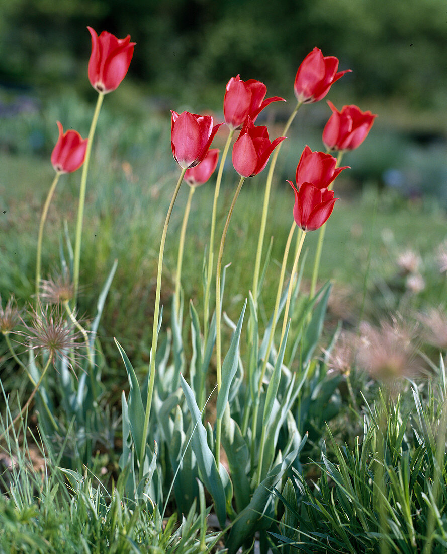 Tulipa praecox