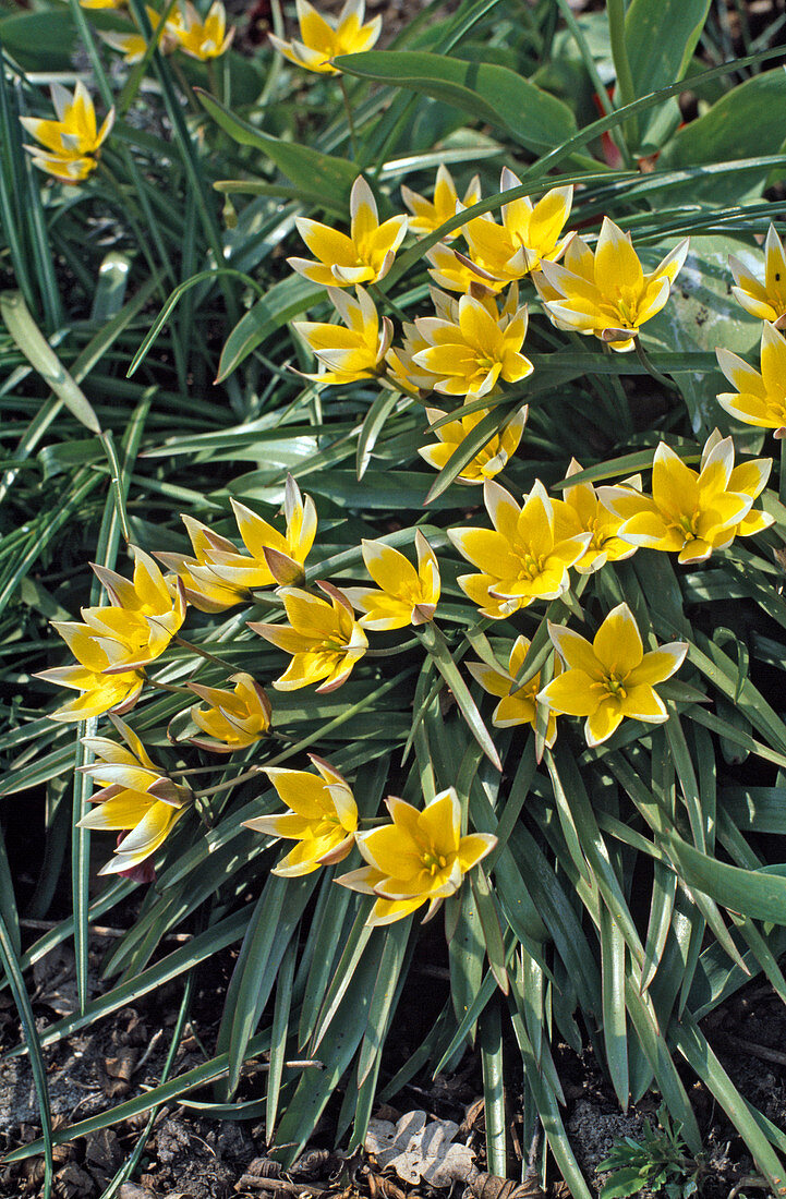 Tulipa tarda syn. Tulipa dasystemon