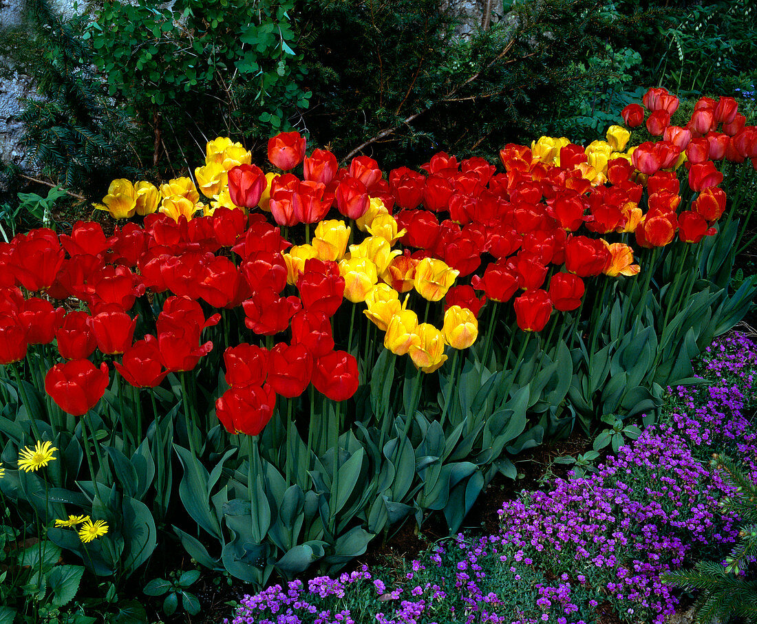 Tulpenbeet mit Darwin-Hybrid Tulpen