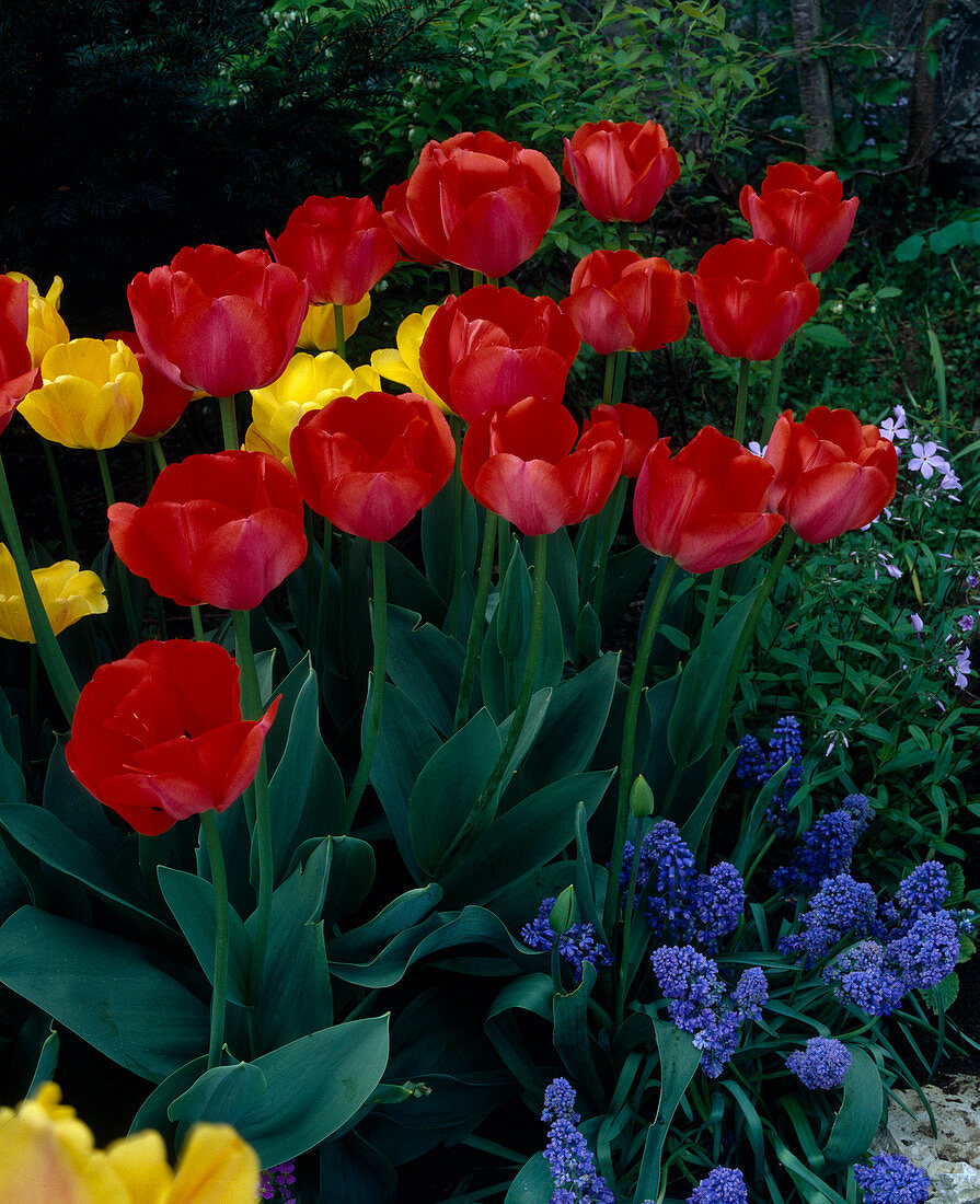 Darwin-Hybrid Tulpen 'Apeldoorn'