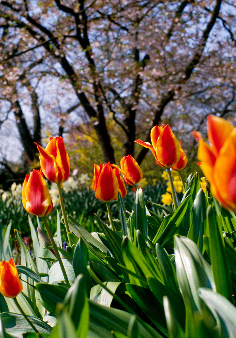 Tulipa kaufmanniana