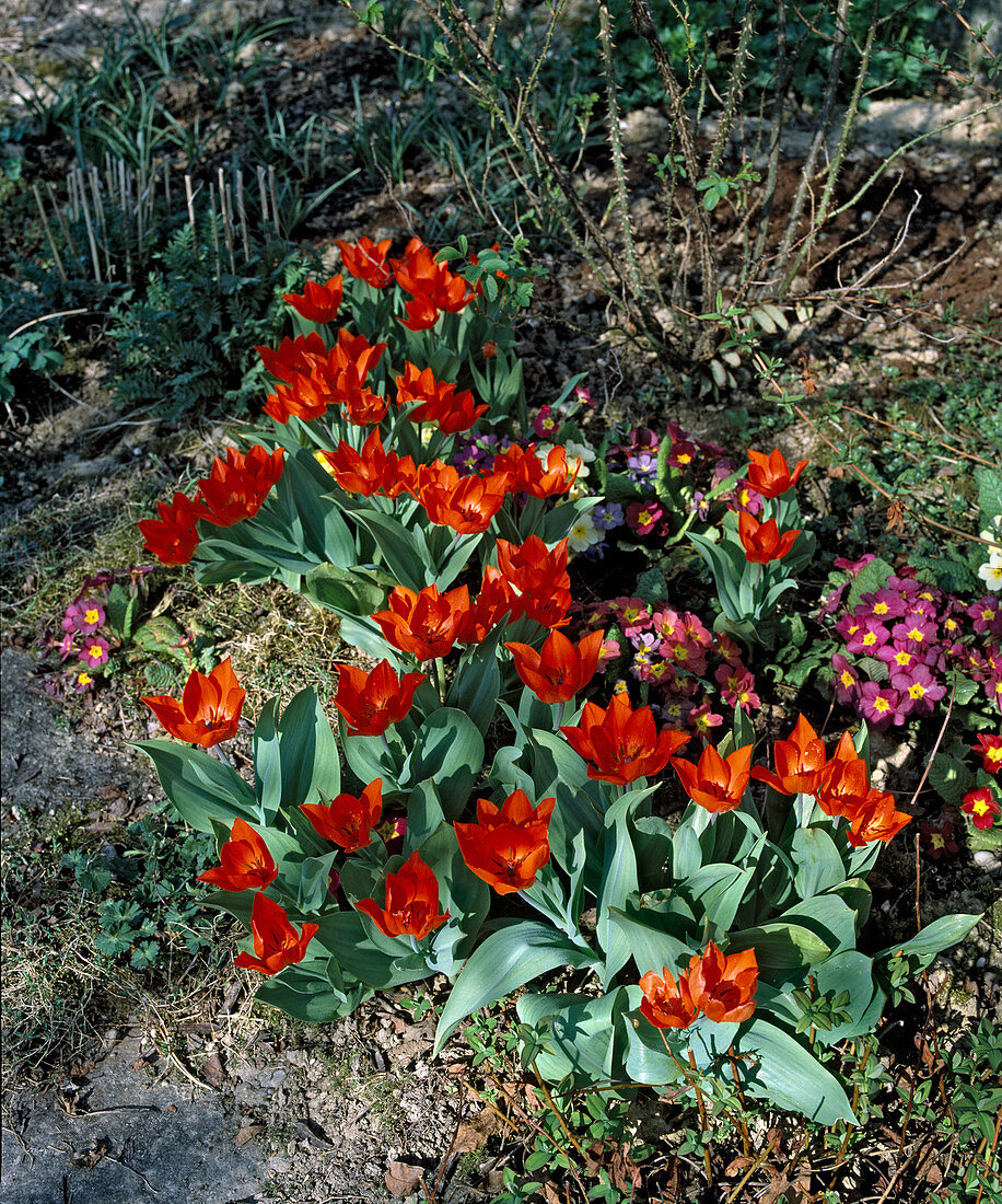 Tulipa praestans