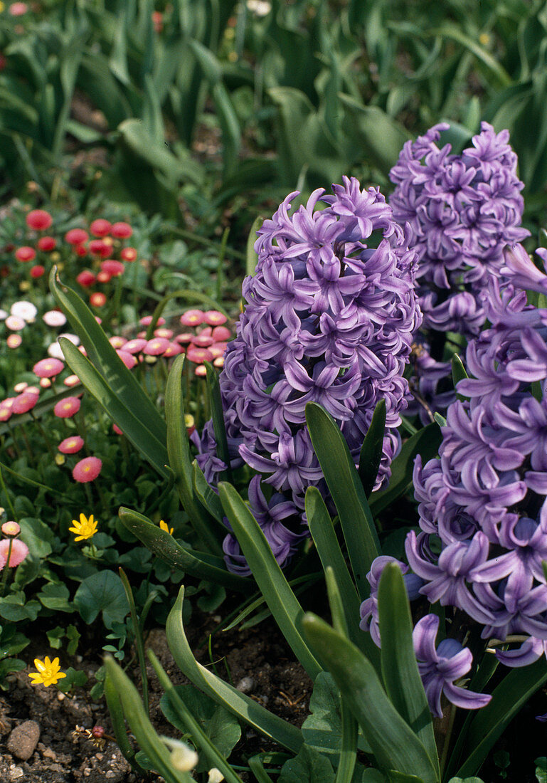 Hyacinthus 'Bismarck'