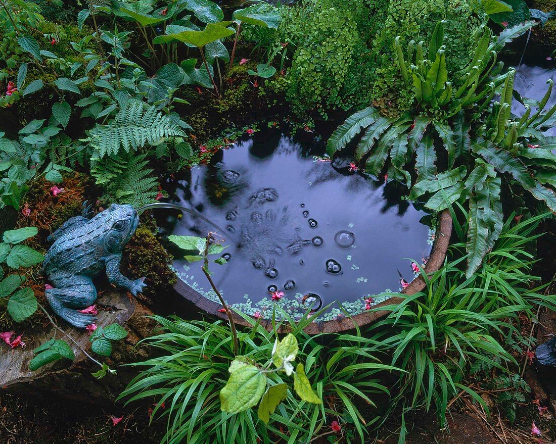 Kleiner Teich mit Bronze-Frosch – Bild kaufen – 12209308 ❘  Gartenbildagentur Friedrich Strauss