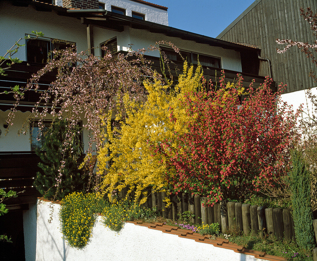 Ribes sanguineum, forsythia