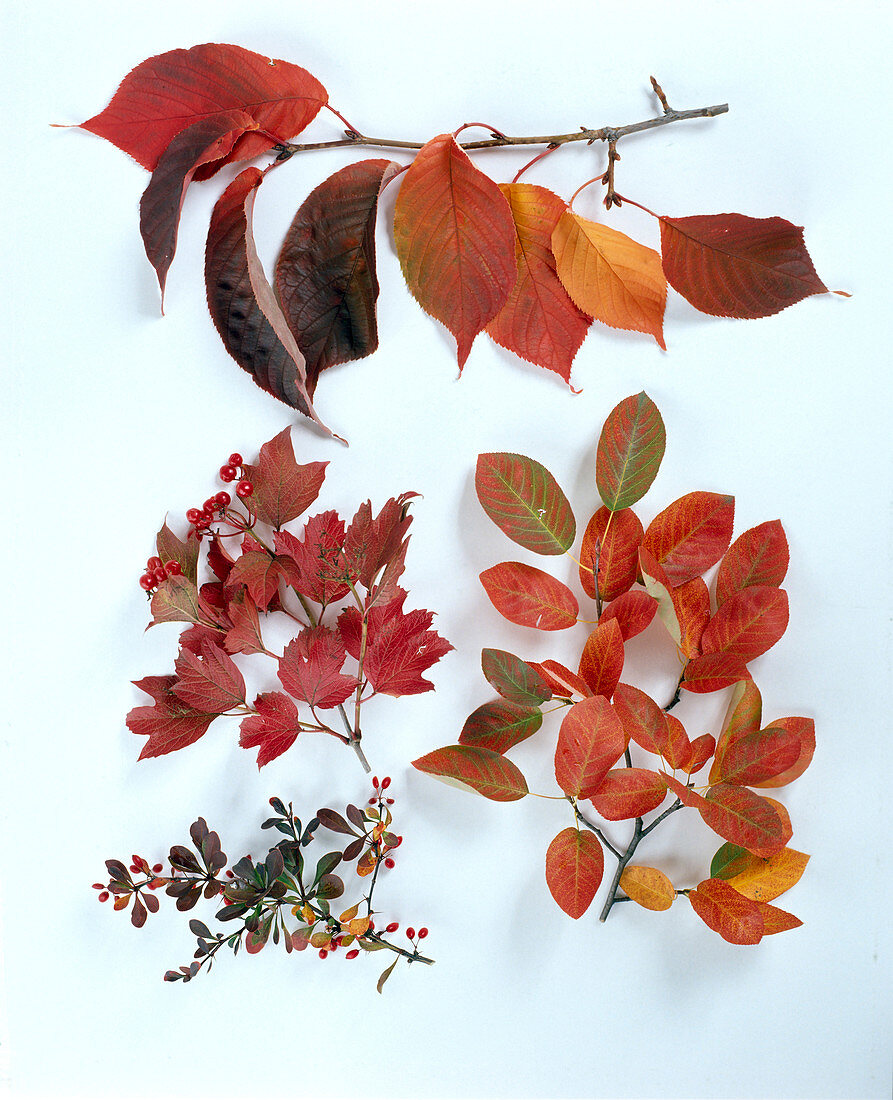 Shrubs with autumn foliage: Prunus sargentii, Viburnum trilobum