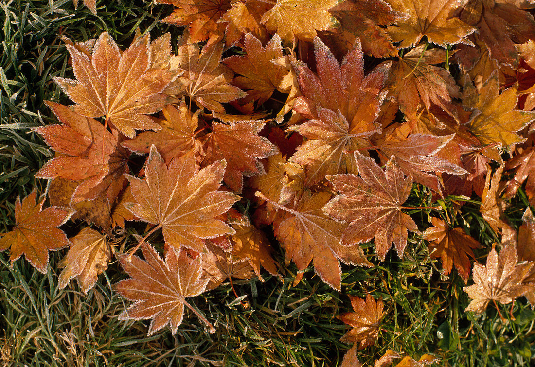 Falling leaves of Norway maple