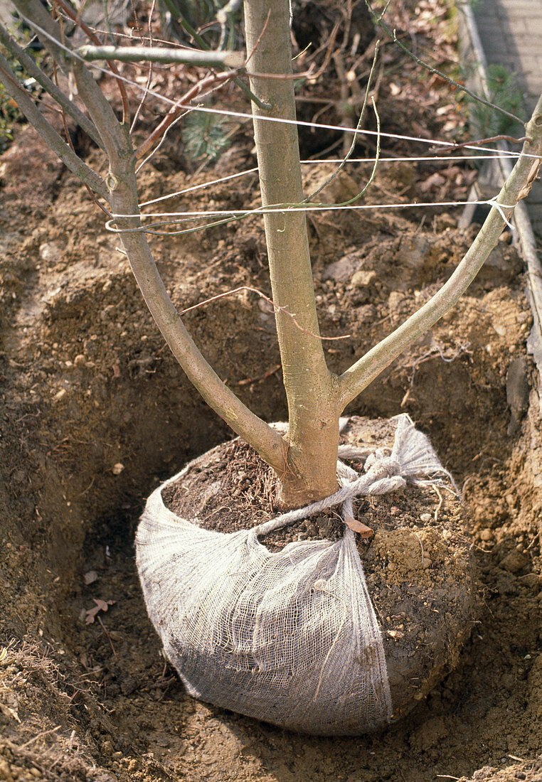 Planting a tree with bales