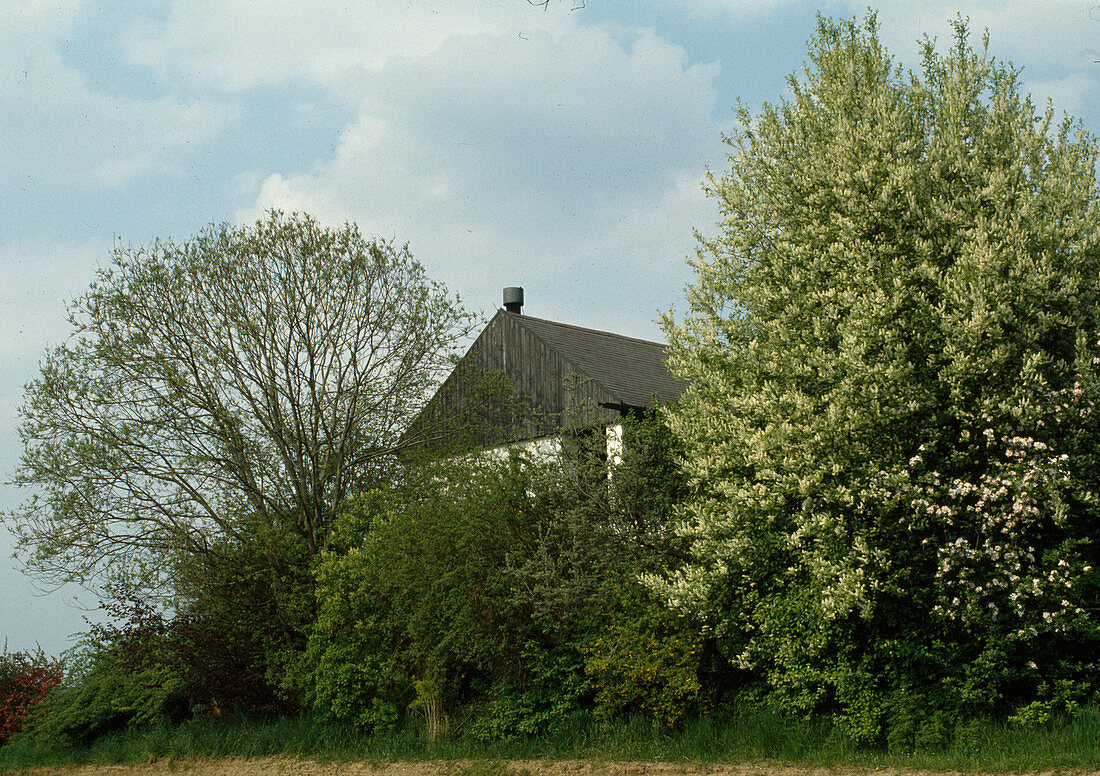 Bird protection hedge with Prunus padus