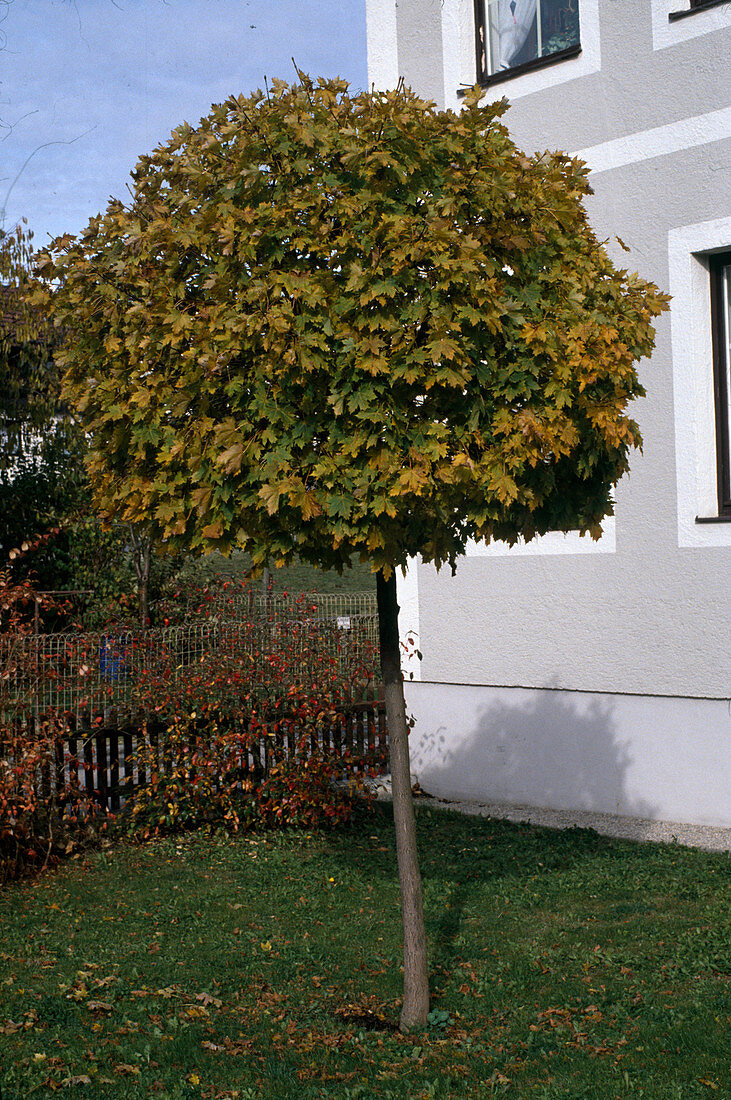 Acer platanoides 'Globosum' (Globular maple)