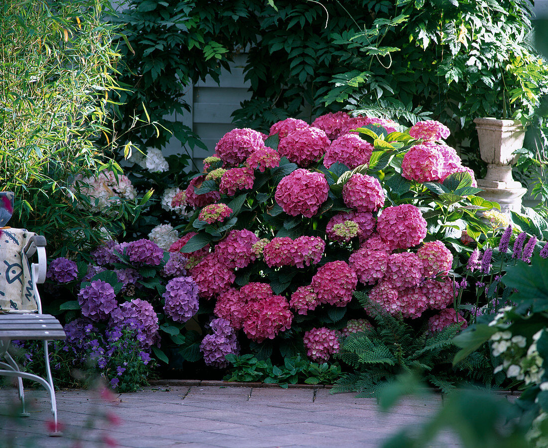 Hydrangea macrophylla 'Beautiful Bautznerin', 'Elka 15'