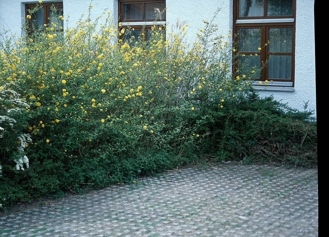 Kerria japonica (Ranunculus shrub) as a screen of a