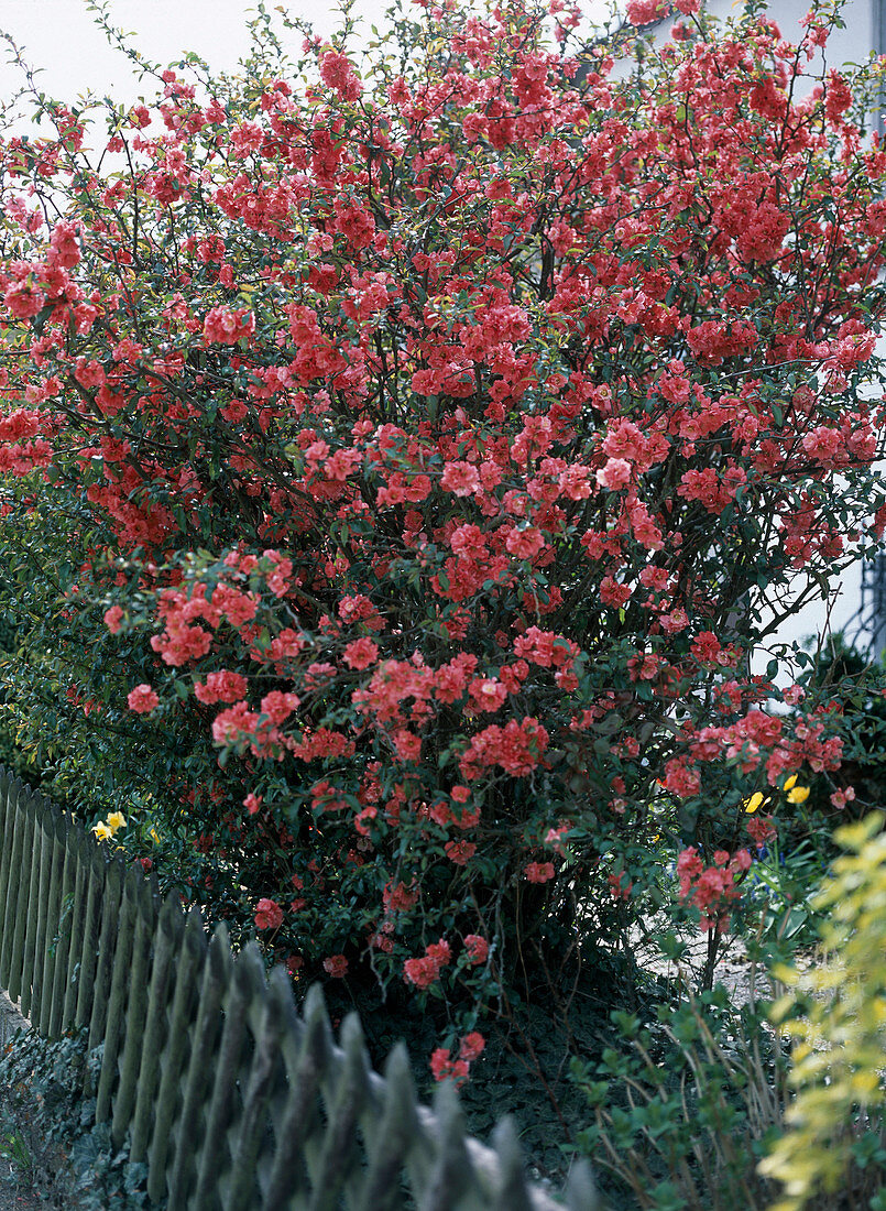 Chaenomeles Speciosus