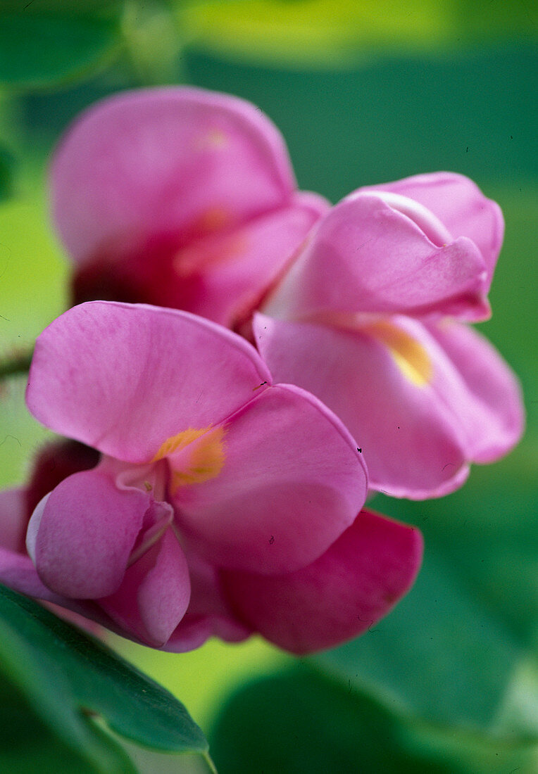 Robinia hispida Macrophylla (Borstige Robinie)