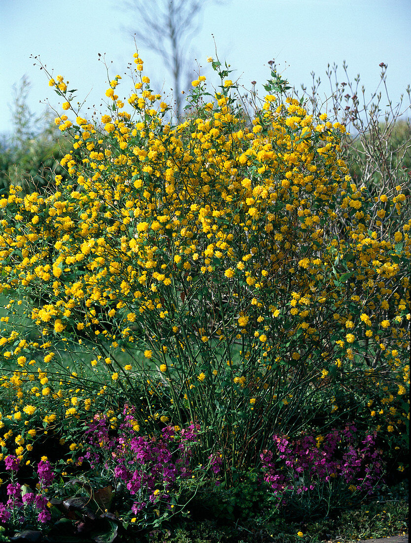 Kerria japonica 'Pleniflora' (ranunculus shrub)