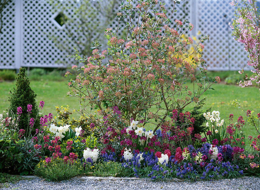 Spring bed with Easter snowball, golden violet and hyacinths