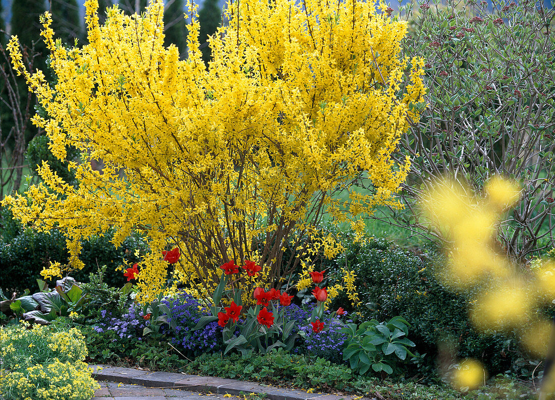 Forsythia 'Lynwood Gold'