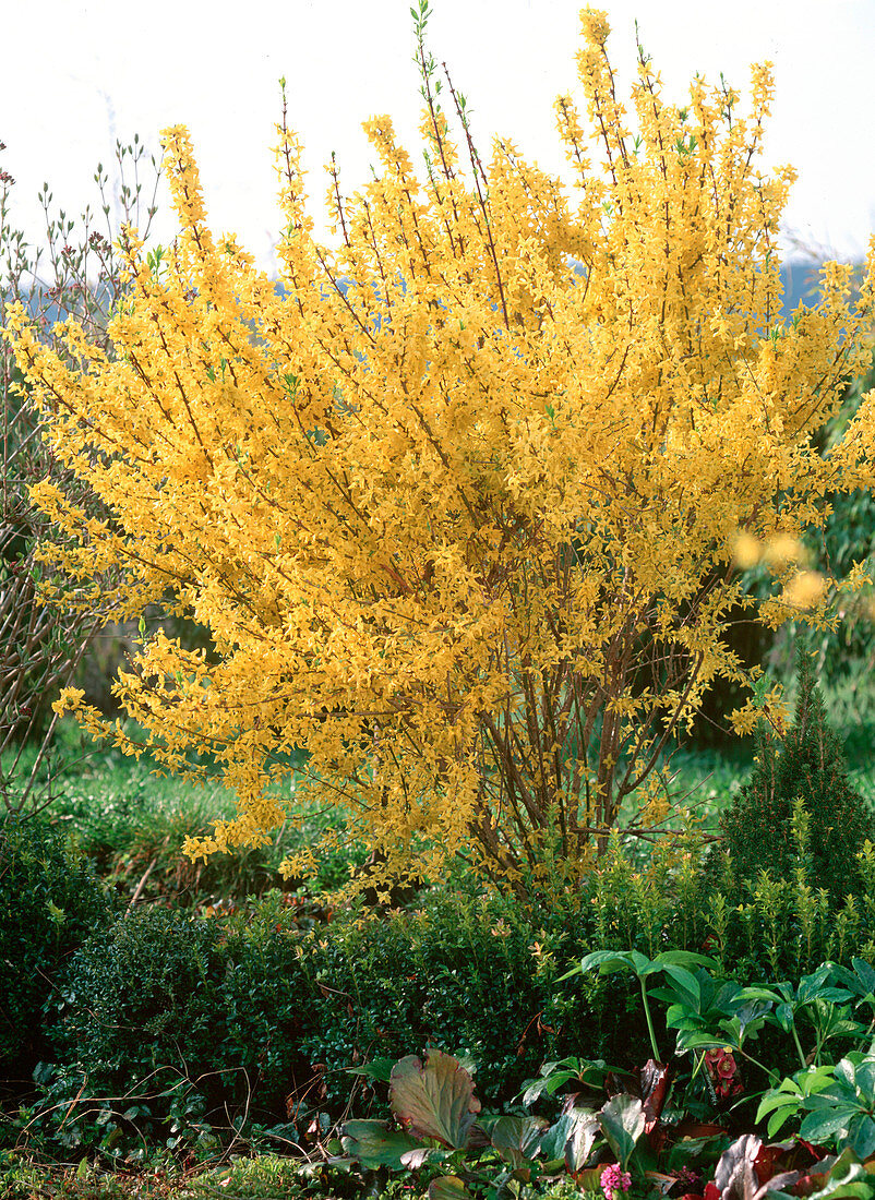 Forsythia 'Lynwood Gold'