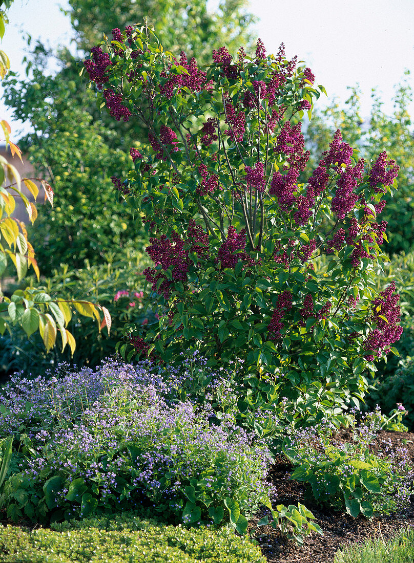 Syringa vulgaris 'Ludwig Späth' (dark red, single flowering)