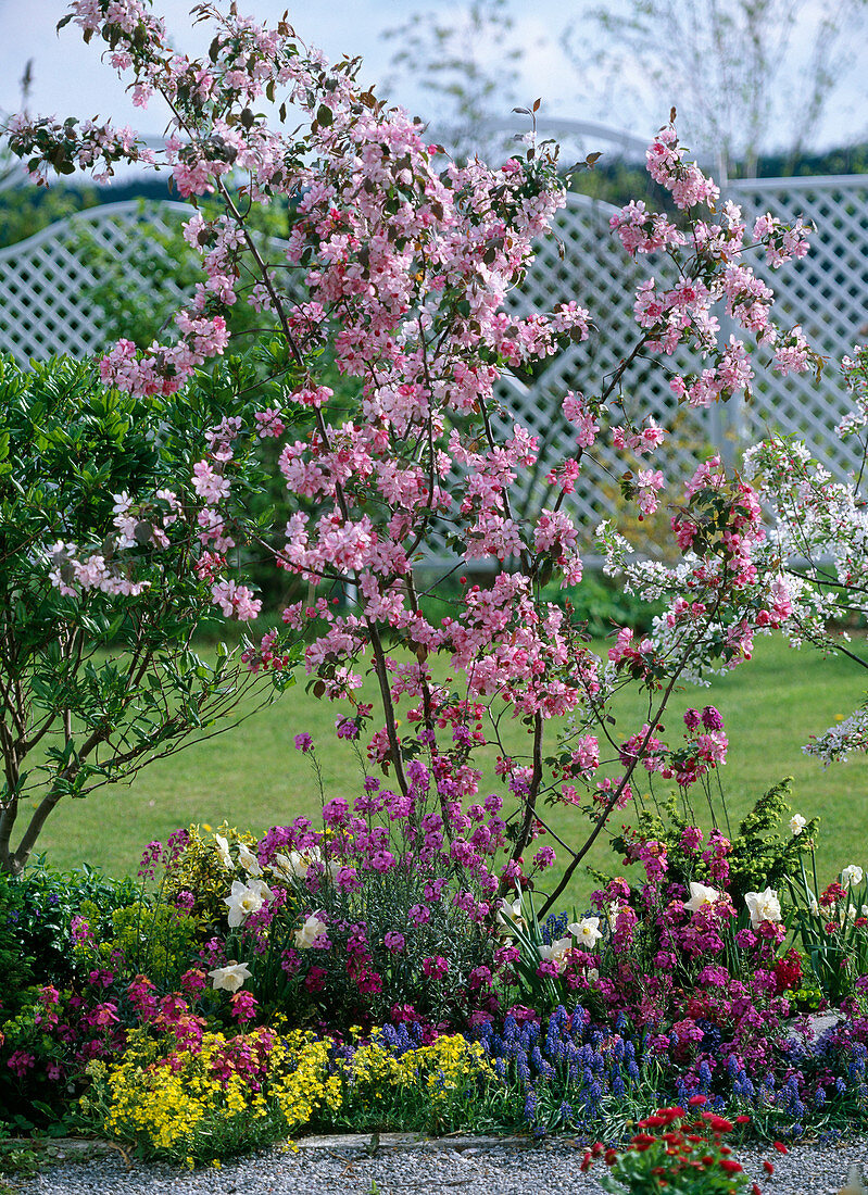 Malus 'Rudolph' (Zierapfel), Erysimum (Goldlack), Muscari (Traubenhyazinthe)