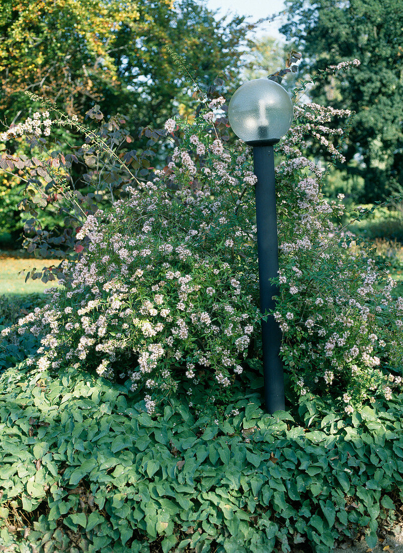 Abelia chinensis