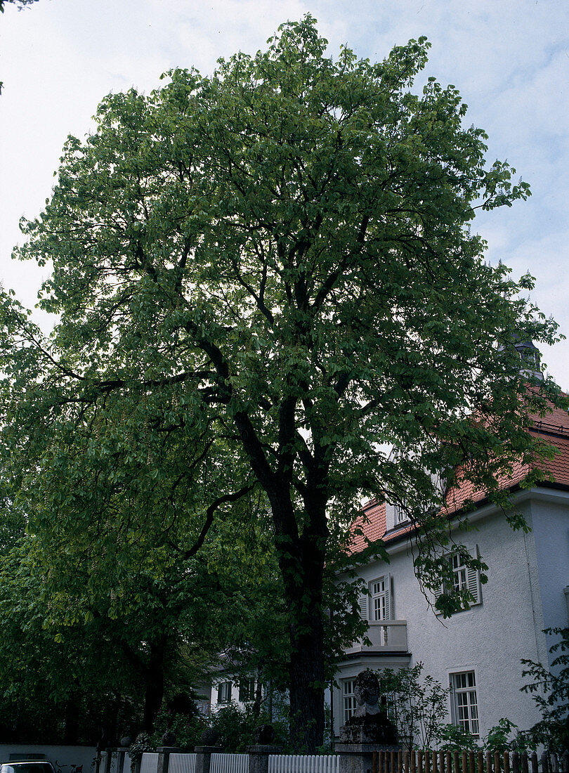 Aesculus hippocastanum