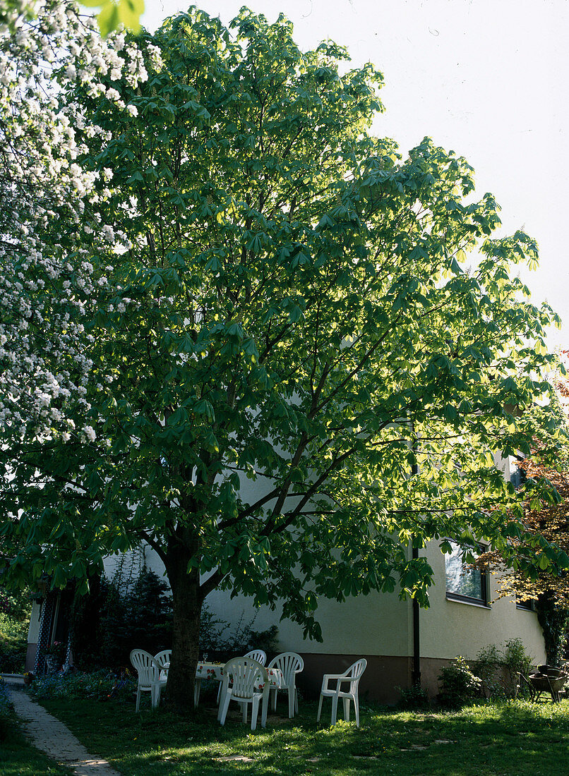 Aesculus hippocastanum als Hausbaum