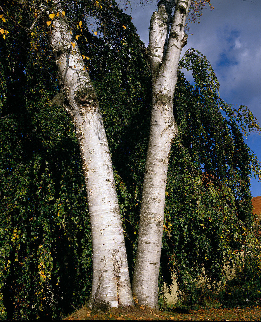 Betula papyrifera