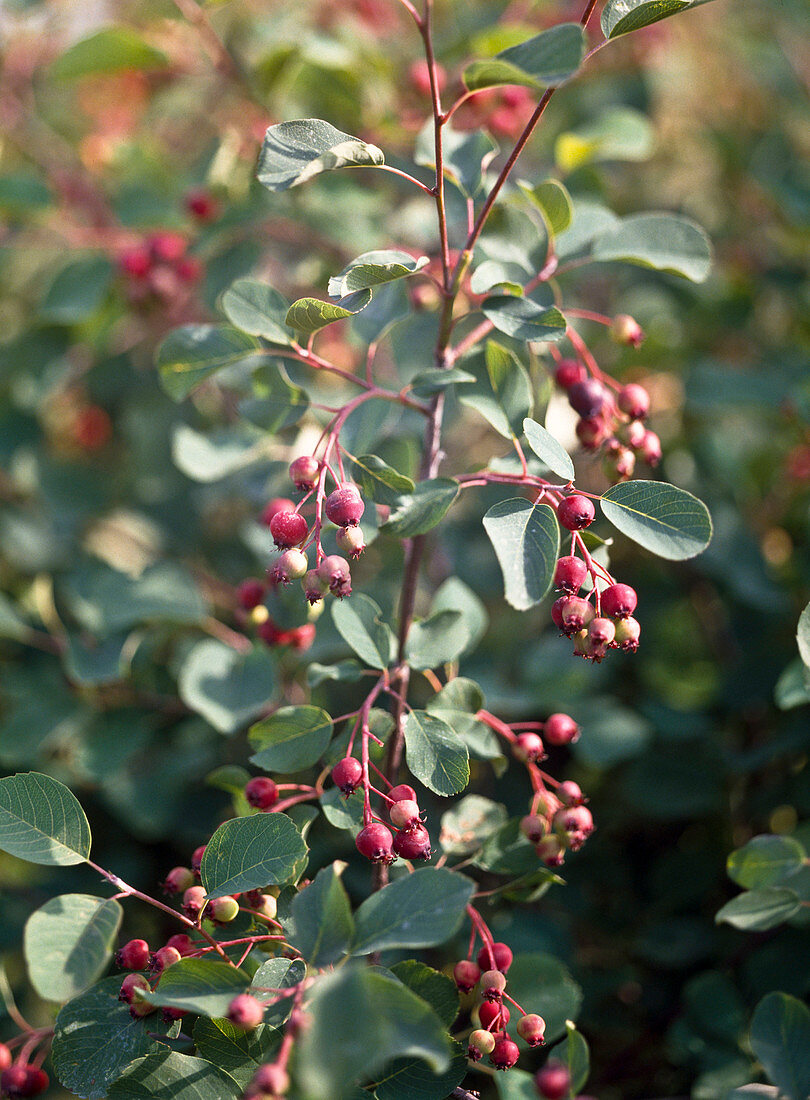 Amelanchier pumila