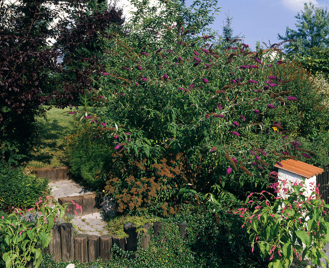 Buddleia davidii hybrid 'Cardinal'