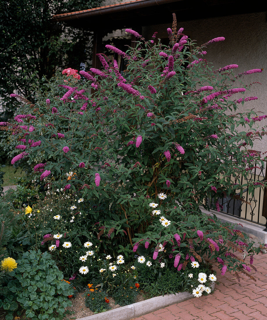 Buddleia davidii (Sommerflieder)