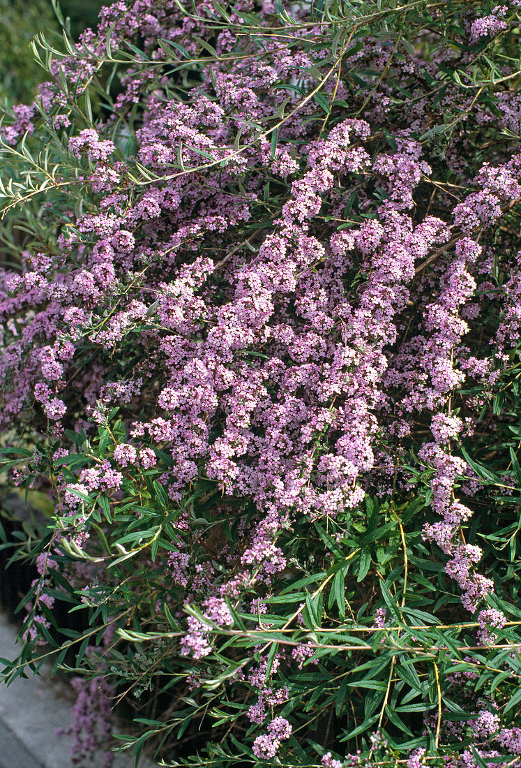 Buddleia alternifolia (Summer lilac)