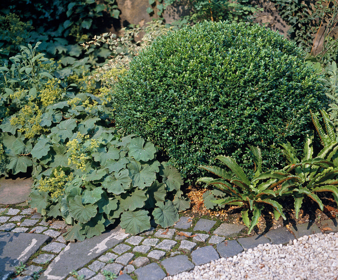 Buxus sempervivens